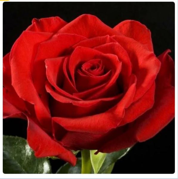  Роза чайно-гибридная Фридом цв. этикет 