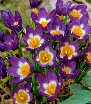  Крокус Зибера Триколор 5-7/К 10шт