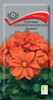  Георгина низкоросл Барокко оранж 0,1г цв Поиск