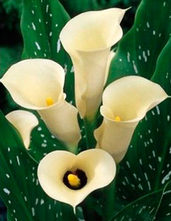  Калла Белопятнистая/К