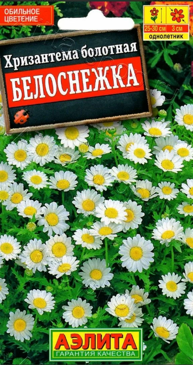  Хризантема Белоснежка цв.Аэлита 
