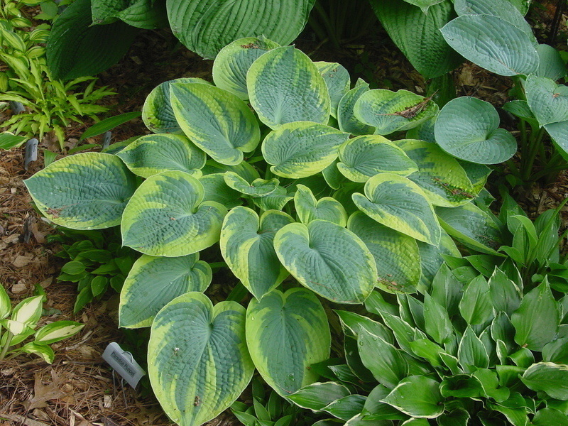  Хоста гибридная Токудама Флавоцирциналис