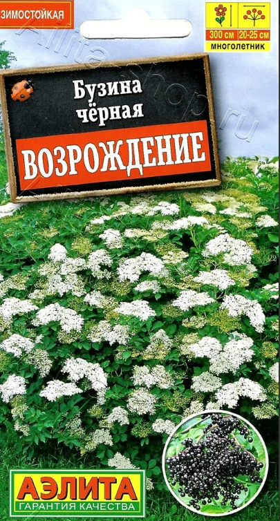 Бузина черная Возрождение цв Аэлита
