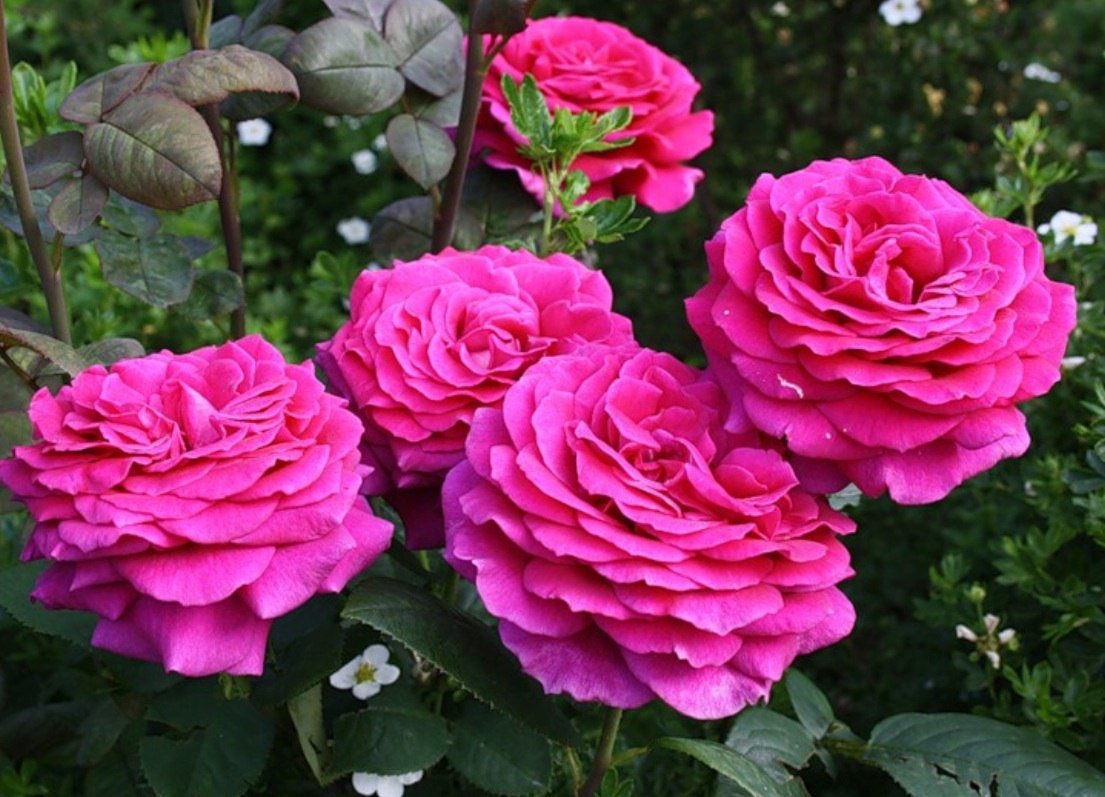  Роза чайно-гибридная Ред Пиано