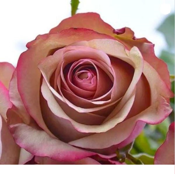  Роза чайно-гибридная Винтаж 