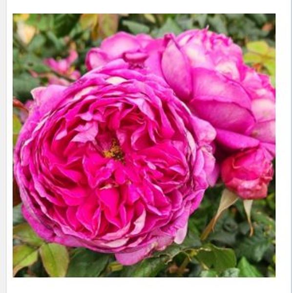  Роза чайно-гибридная Летс Селебрейт