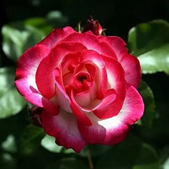  Роза чайно-гибридная Файер Леди цв. этикет. 