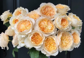  Роза английская Эффи
