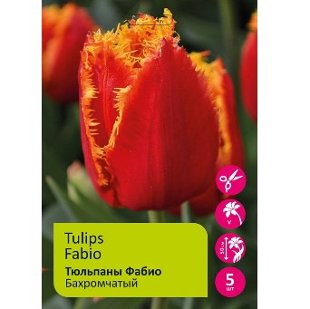 Тюльпан Фабио 5шт 12/+ - фото