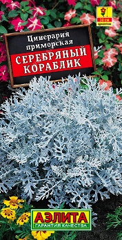  Цинерария Серебряный кораблик цв Аэлита