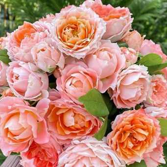  Роза японская Принцесса Сакура