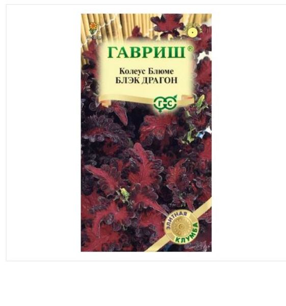  Колеус Блэк Драгон 4шт клумба цв Гавриш