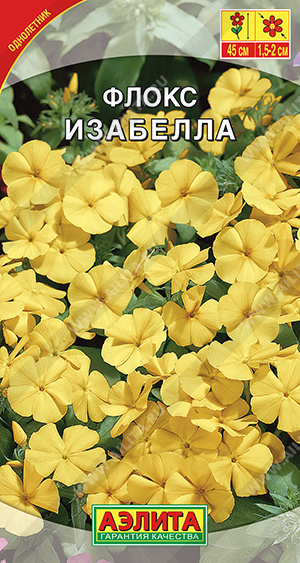  Флокс Изабелла цв Аэлита
