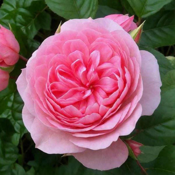  Роза флорибунда Гардентрауме