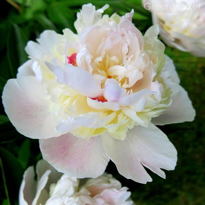 Пион молочноцветковый Мадам Кало - фото