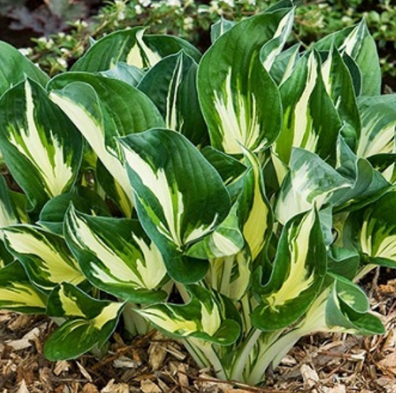  Хоста гибридная Стинг