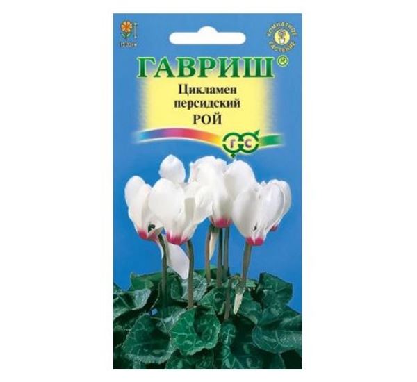  Цикламен Рой персидский 3шт Гавриш