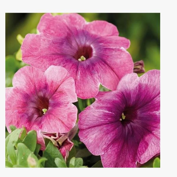  Петуния мультифлора Шейк Черриберри цв 10шт Поиск