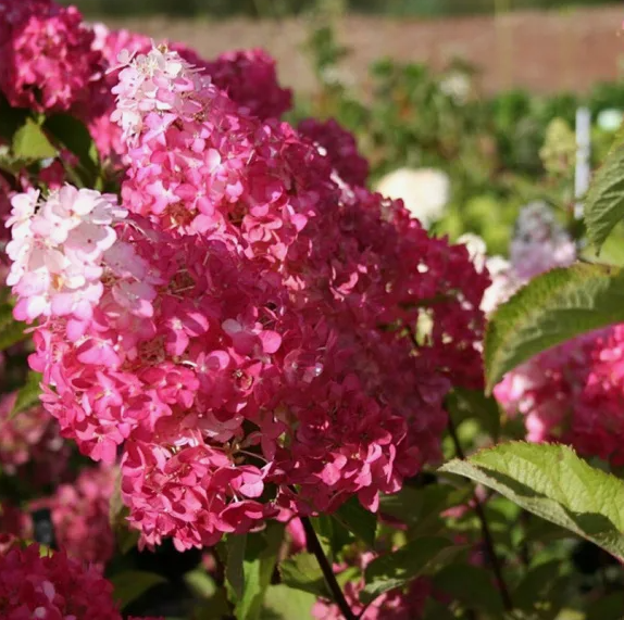  Саженцы Гортензия метельчатая Фрайз Мелба