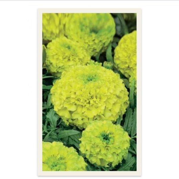  Бархатцы прямостоячие Мери Хелен цв Урал. Дачник 