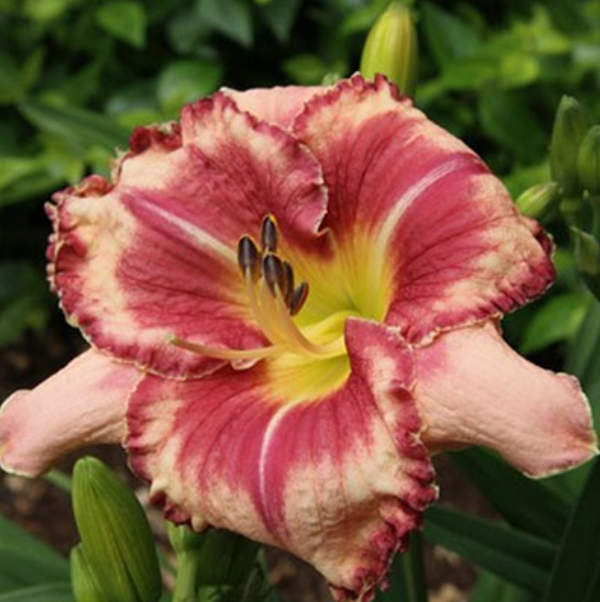  Лилейник гибридный Аутстандинг/К