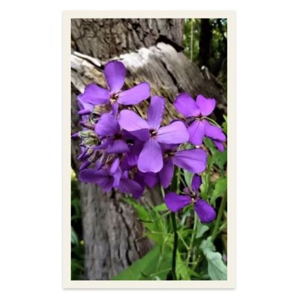  Маттиола двурогая чудеса на улице июль. дней цв Урал.Дачник