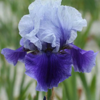  Ирис бородатый Блашес