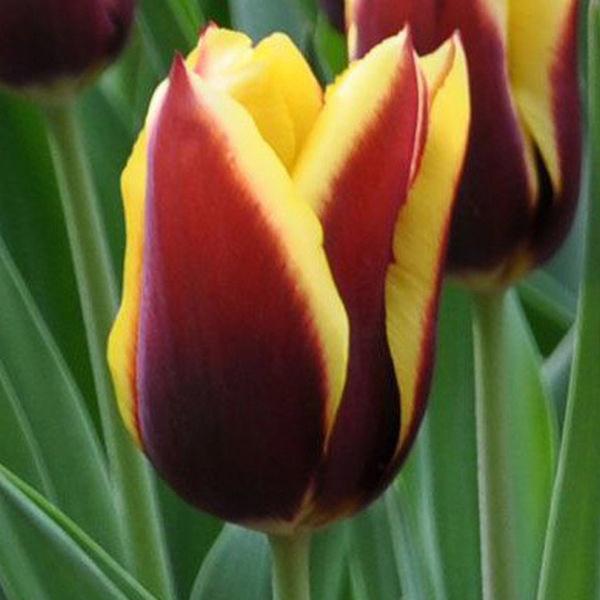  Тюльпан Гавота (триумф) ,12+/К 5шт