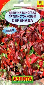  Девичий виноград Серенада лиана цв. Аэлита