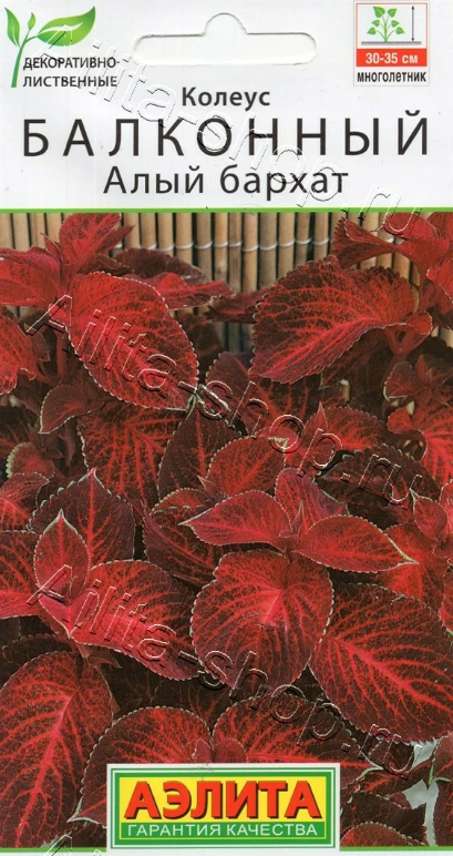  Колеус балконный Алый бархат цв Аэлита
