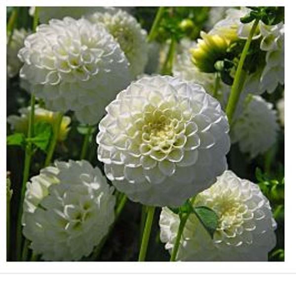  Георгина шаровидная Каро 1/К