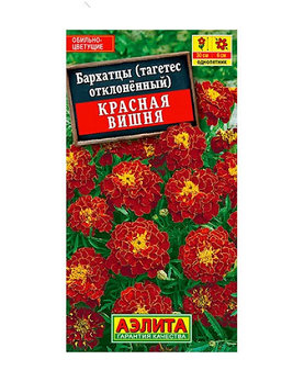  Бархатцы Красная вишня (тагетес отклон) цв. Аэлита