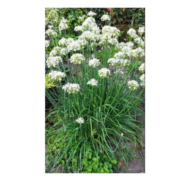  Лук душистый Джусай (горный чеснок) цв Урал. Дачник