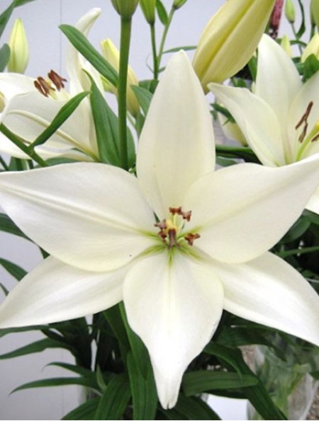  Лилия ЛА-гибрид Брайт Диамонд 12-14/К 5шт 