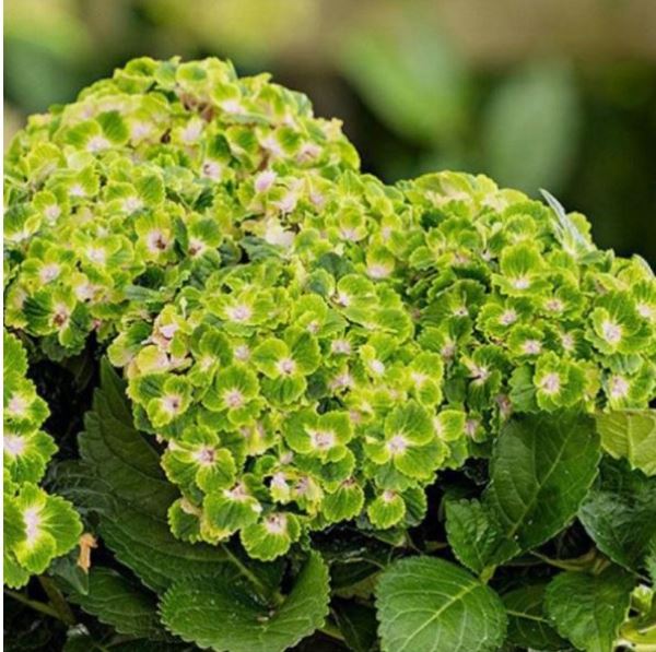  Саженцы Гортензия крупнолистовая Рембрандт Ван Рийн