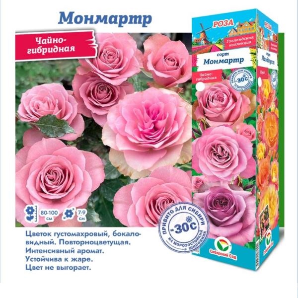  Роза чайно-гибридная Монмарт