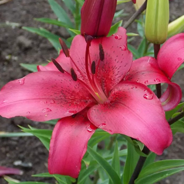  Лилия ОА-гибрид Новембер Рейн 12-14/К 2шт 