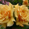  Роза английская Голден Селебрейшн