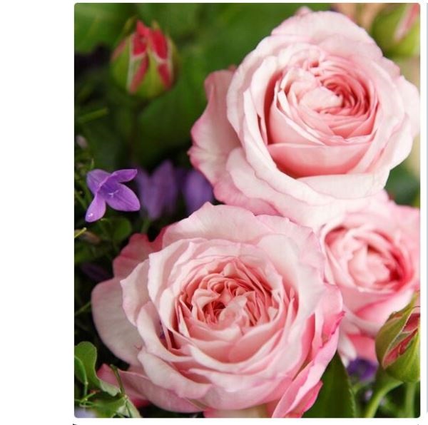  Роза флорибунда Розенфасцинацион