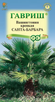  Вашингтония крепкая Санта-Барбара 3шт цв Гавриш
