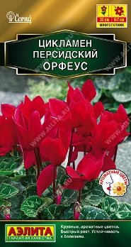  Цикламен персидский Орфеус 3шт цв Аэлита