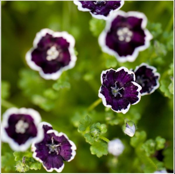  Немофила Готика менциса дисковидная 0,2г Блэк Гавриш