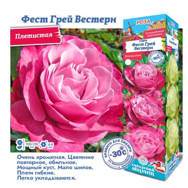  Роза плетистая Ферст Грей Вестерн 