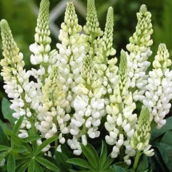  Люпин декоративный белый аист 1гр.