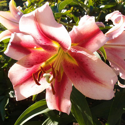  Лилия ОТ-гибрид Олимпик Флейм 14-16/К 2шт