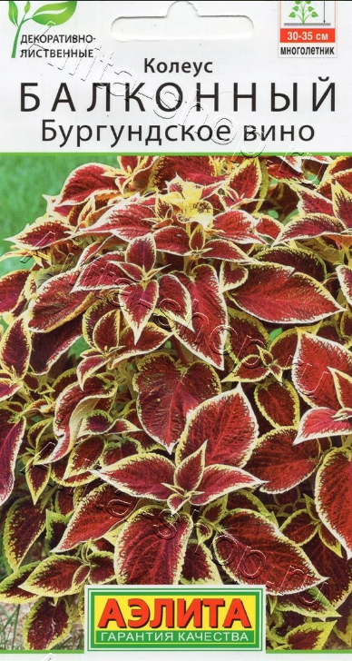  Колеус балконный Бургундское вино цв Аэлита