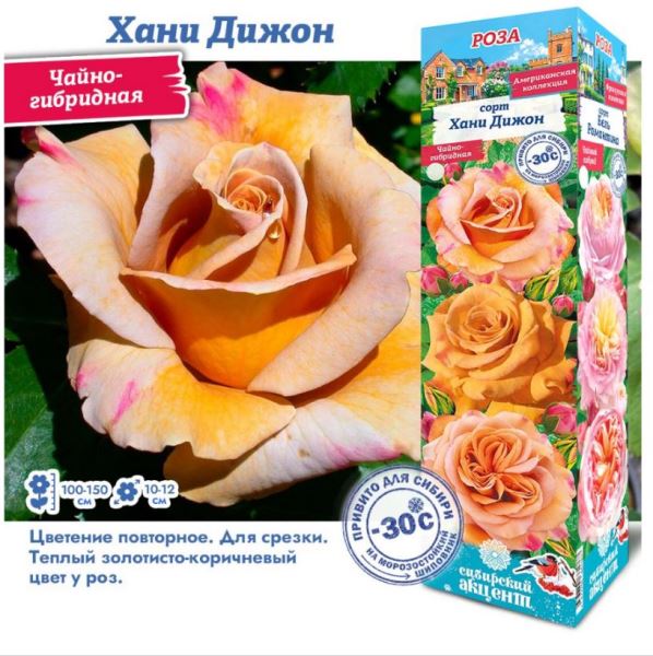  Роза чайно-гибридная Хани Дижон цв. этикет