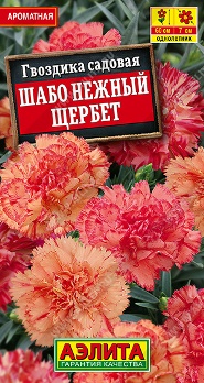  Гвоздика Шабо Нежный щербет цв.Аэлита