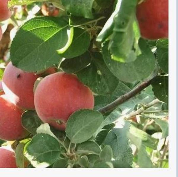  Саженцы Яблоня Конфетное-2 1шт 