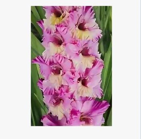  Гладиолус Солнце в Сирени 7шт